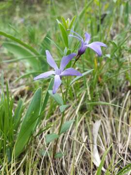 Image of herbaceous periwinkle