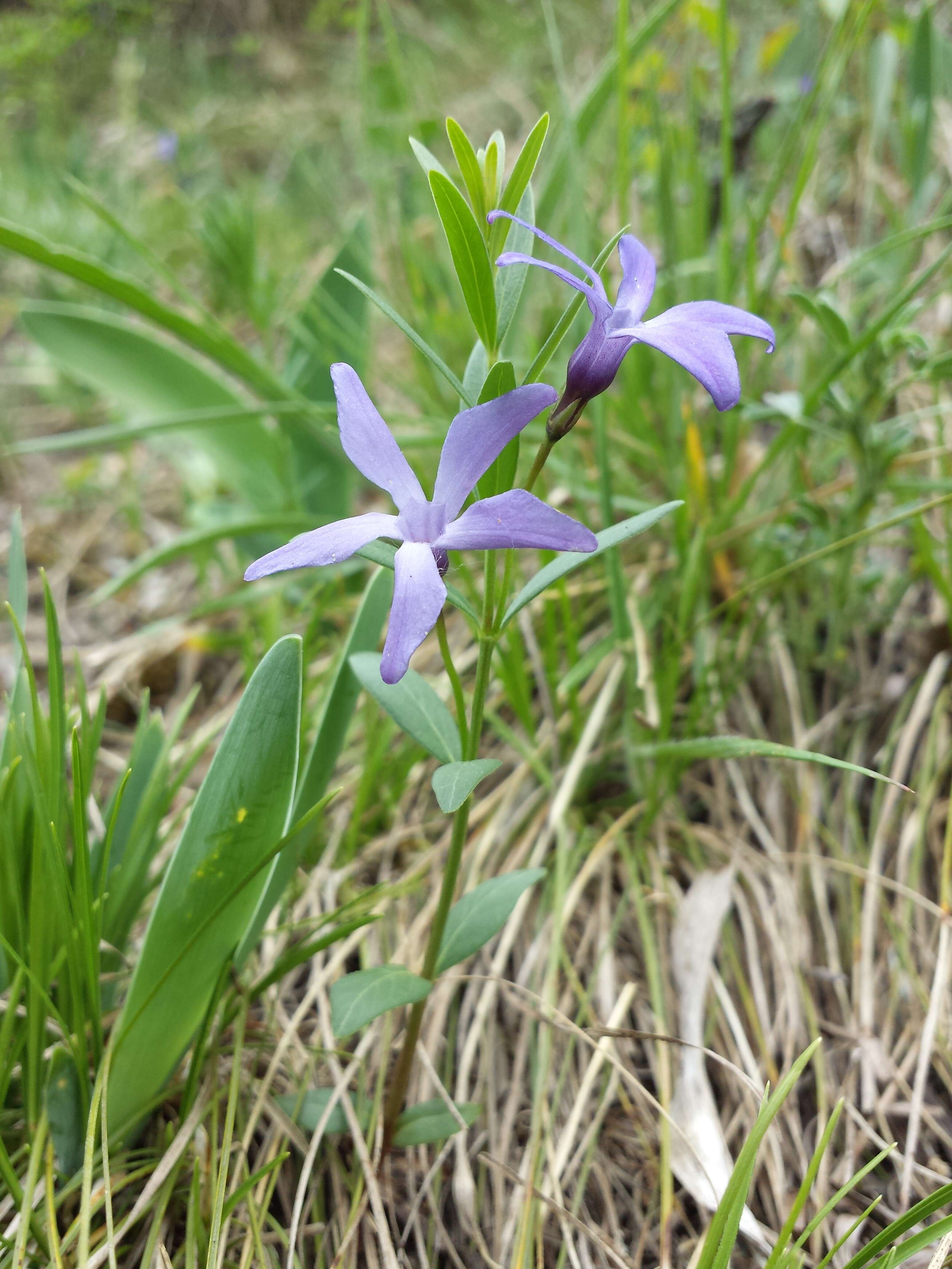 Image of herbaceous periwinkle