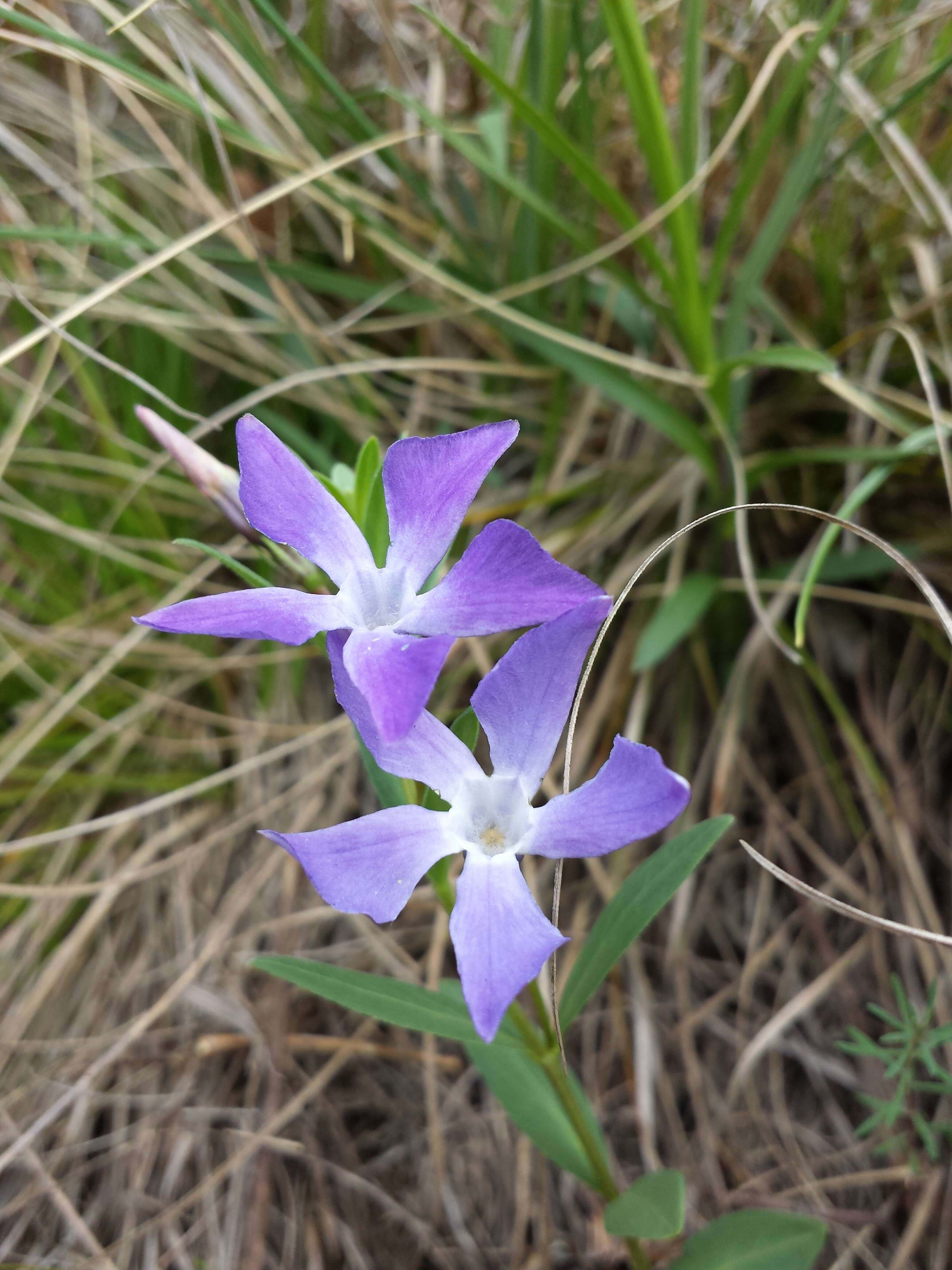 Image of herbaceous periwinkle