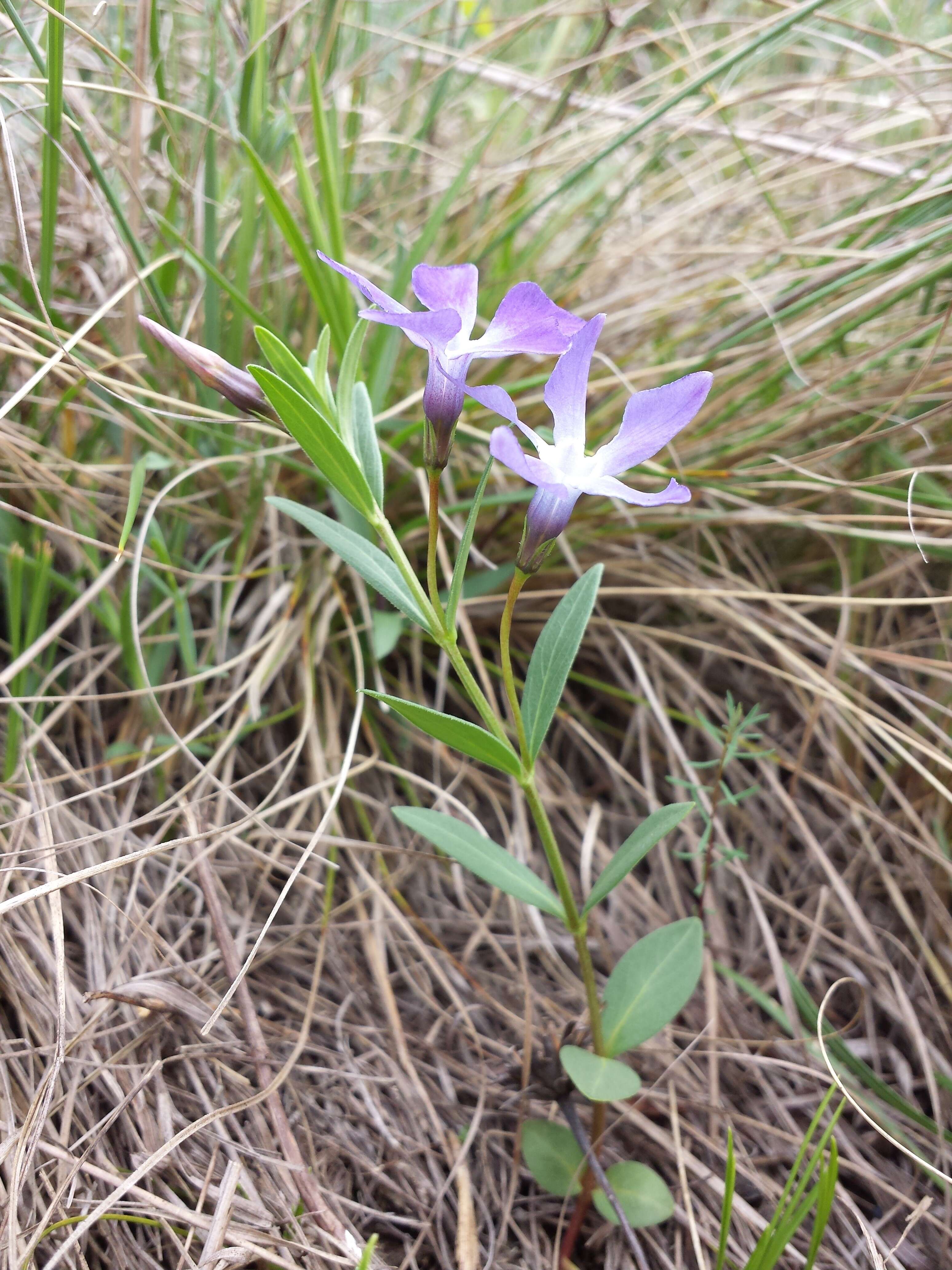 Image of herbaceous periwinkle