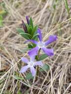 Image of herbaceous periwinkle