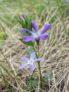 Image of herbaceous periwinkle