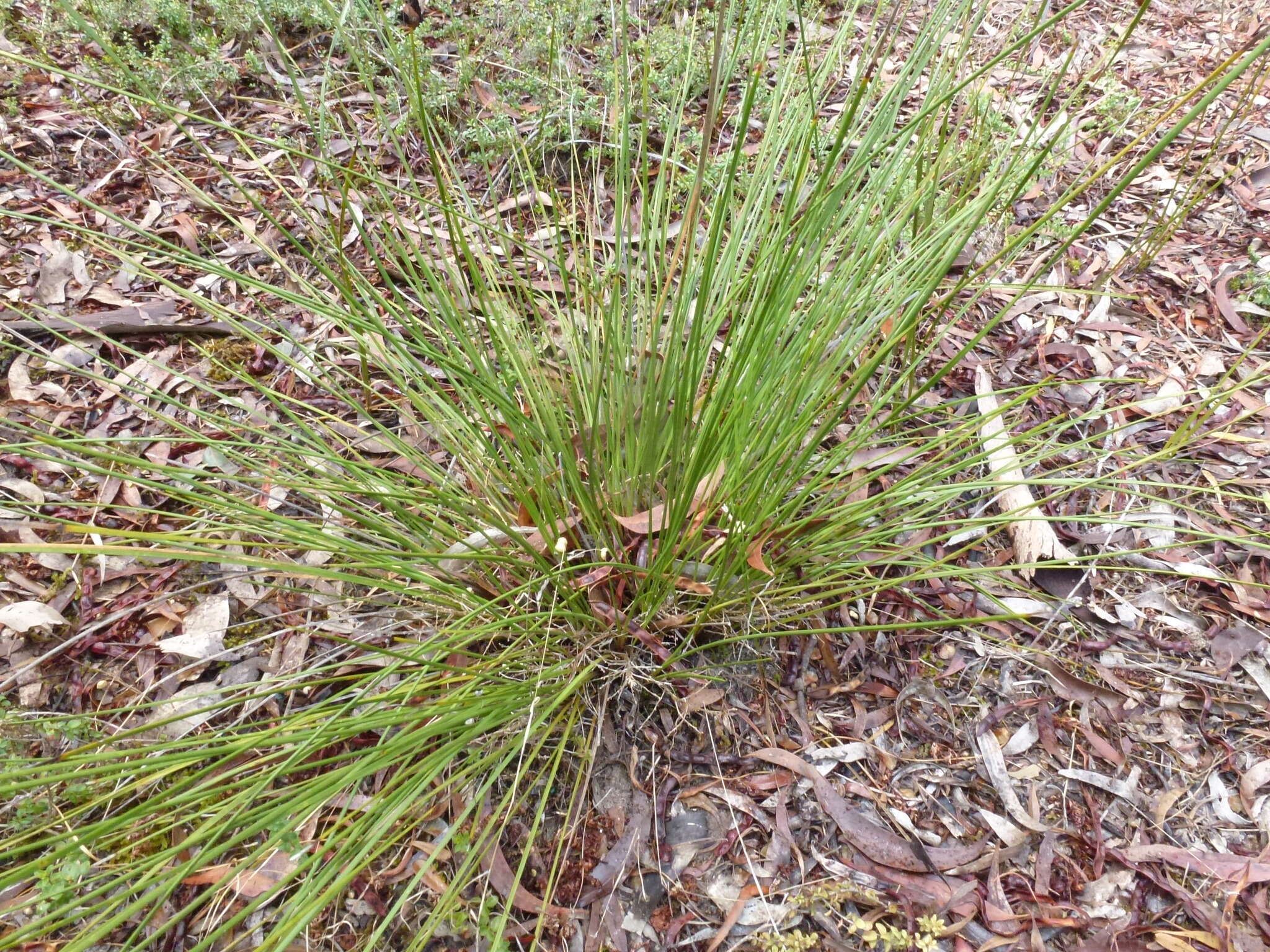 Image of Lomandra micrantha (Endl.) Ewart