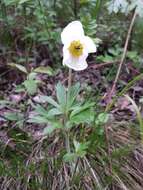 Image of Snowdrop Anemone