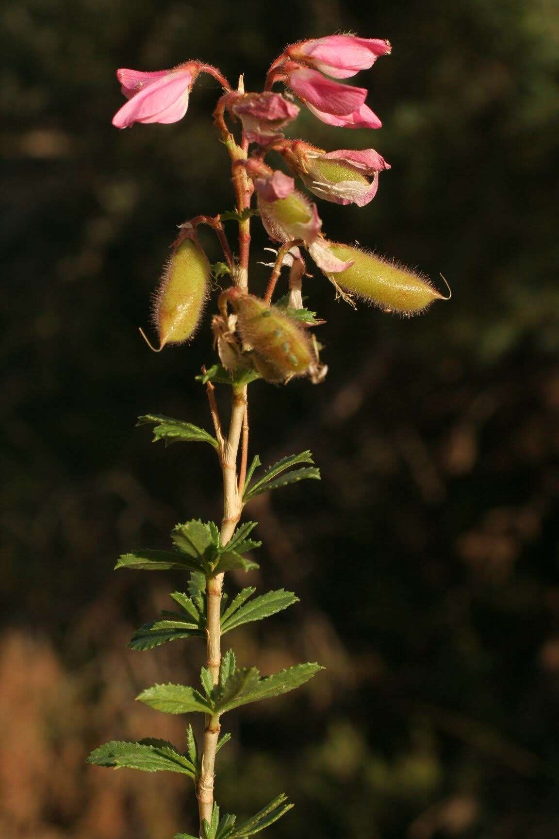 Plancia ëd Ononis fruticosa L.