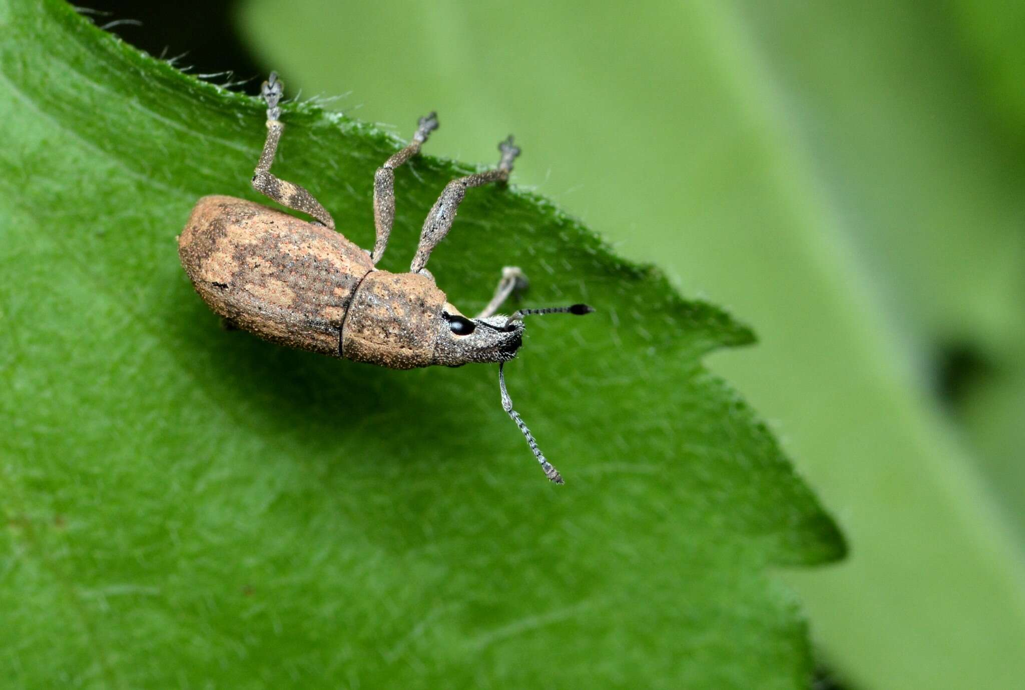 Image of <i>Epicaerus texanus</i>