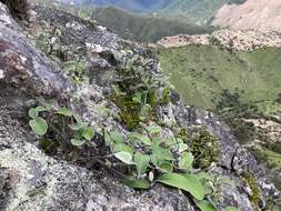 Imagem de Pachystegia insignis (Hook. fil.) Cheesem.