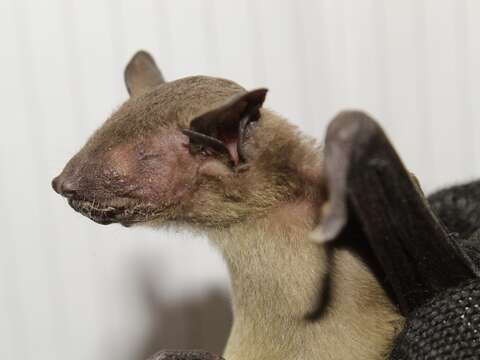 Image of Asiatic Lesser Yellow House Bat