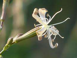 Image of Silene sennenii Pau