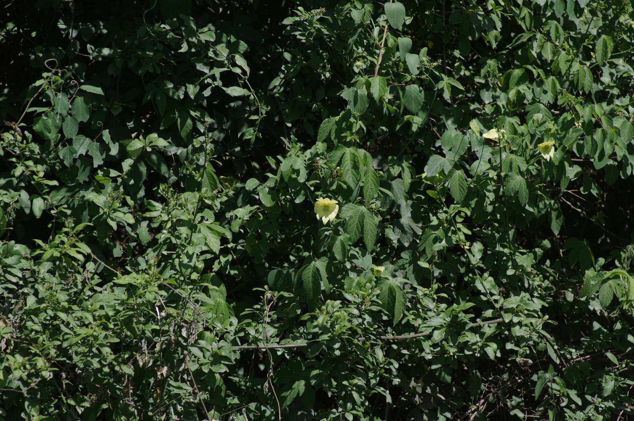 Image of Dalechampia capensis A. Spreng.