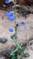 Image of low beardtongue