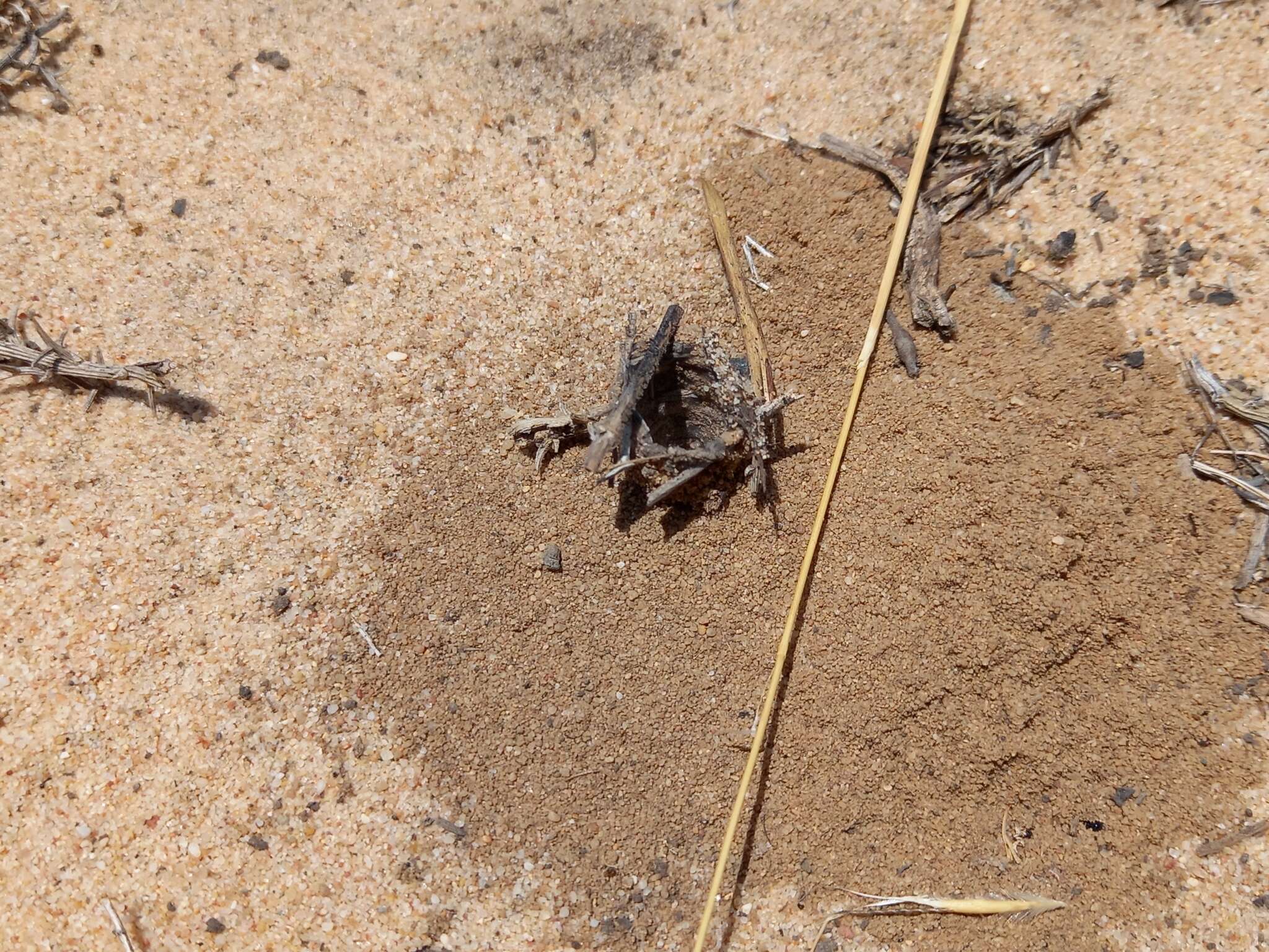 Image of Donacosa merlini Alderweireldt & Jocqué 1991