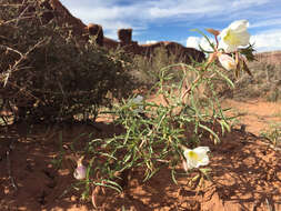 Слика од Oenothera pallida Lindl.