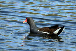 Image of Common Moorhen