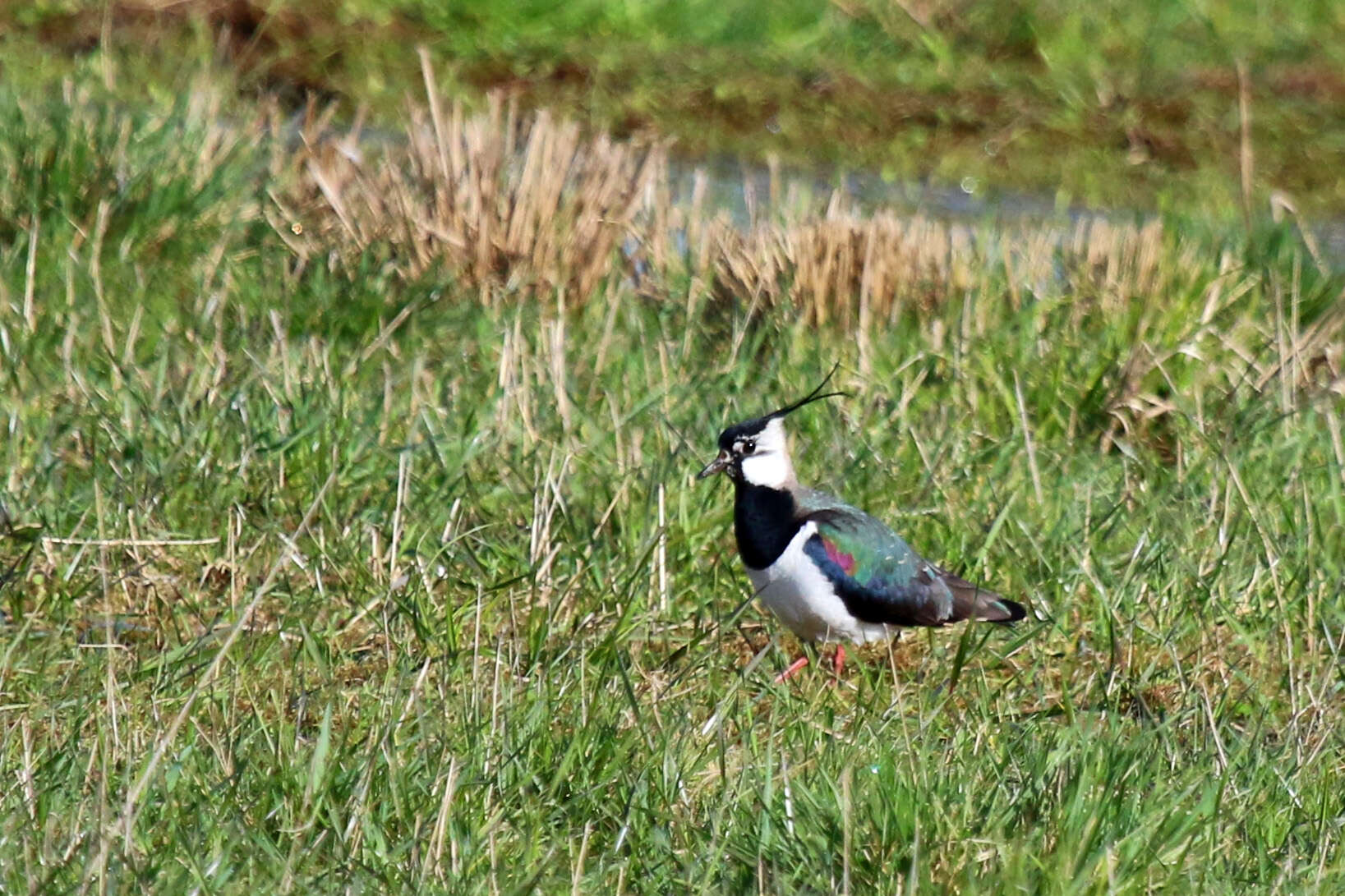 Image of Lapwing