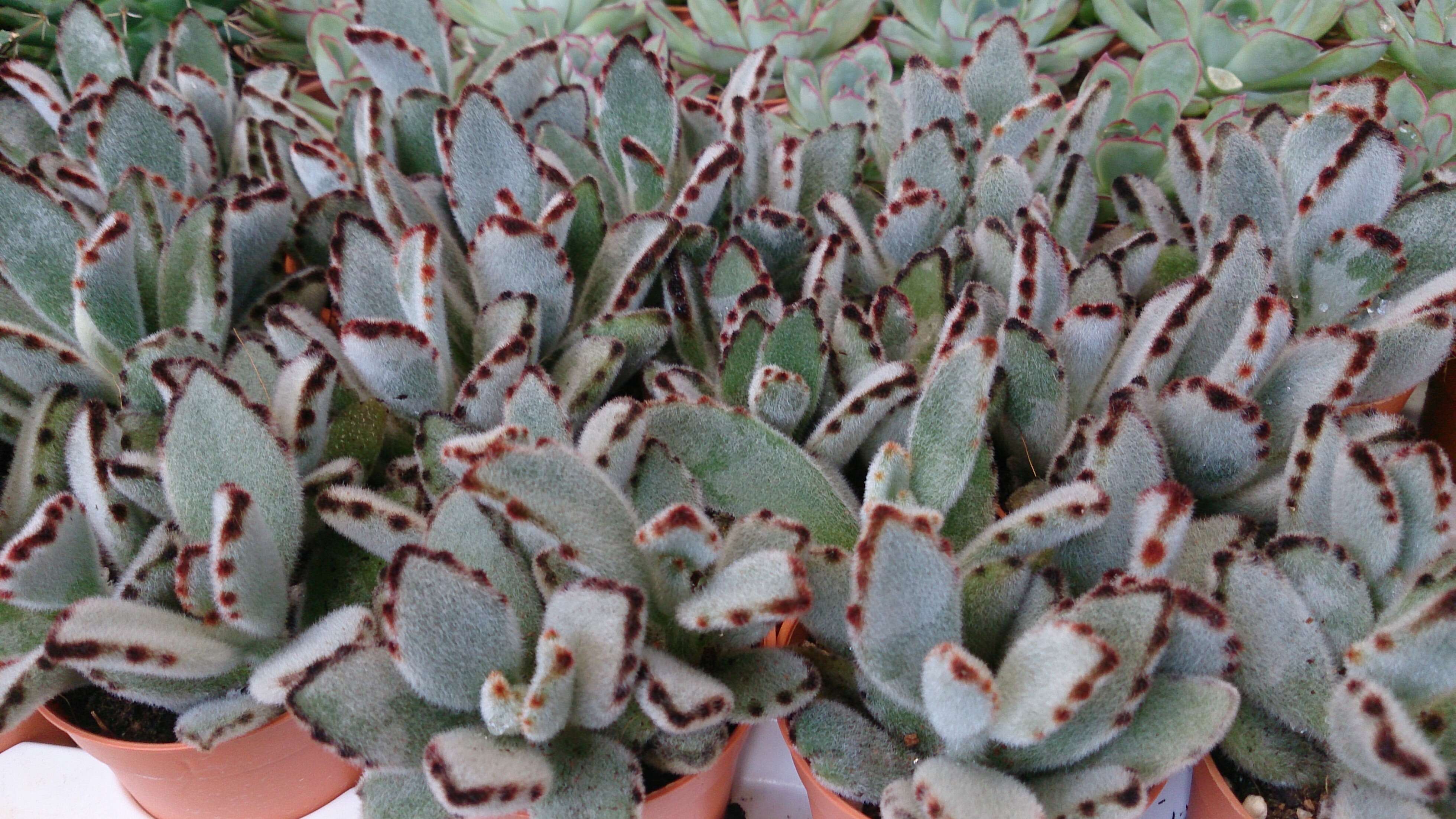 Image of Kalanchoe tomentosa Baker