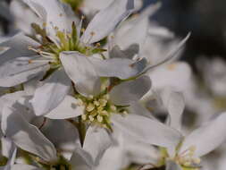 Image of Amelanchier lamarckii