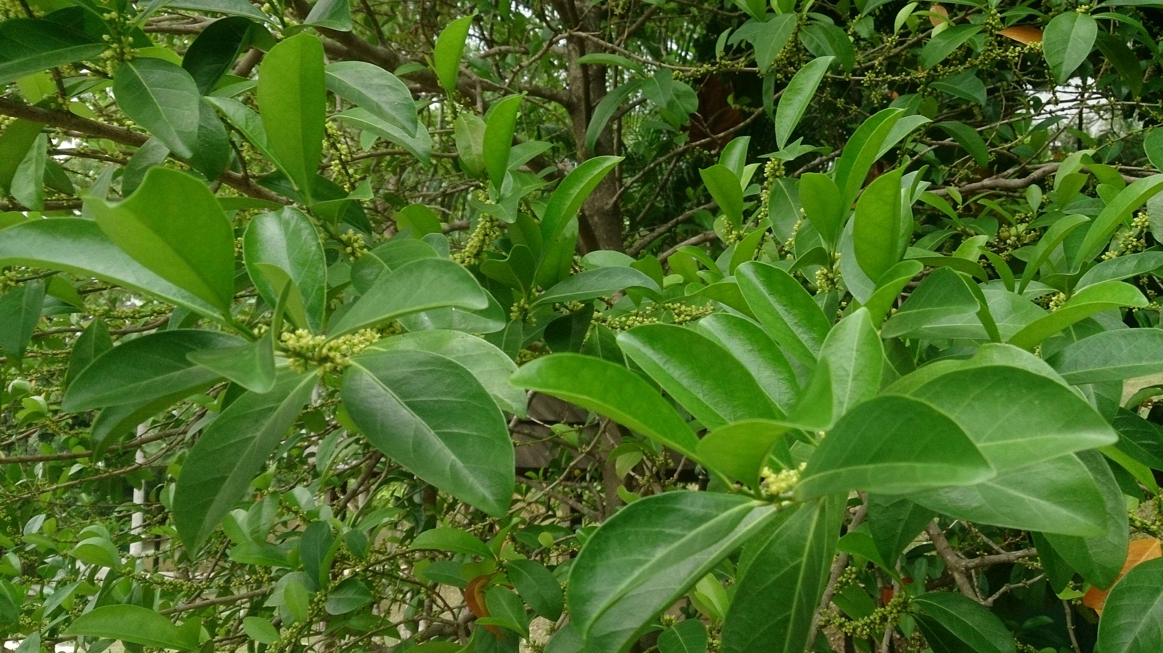 Image of Suregada multiflora (A. Juss.) Baill.