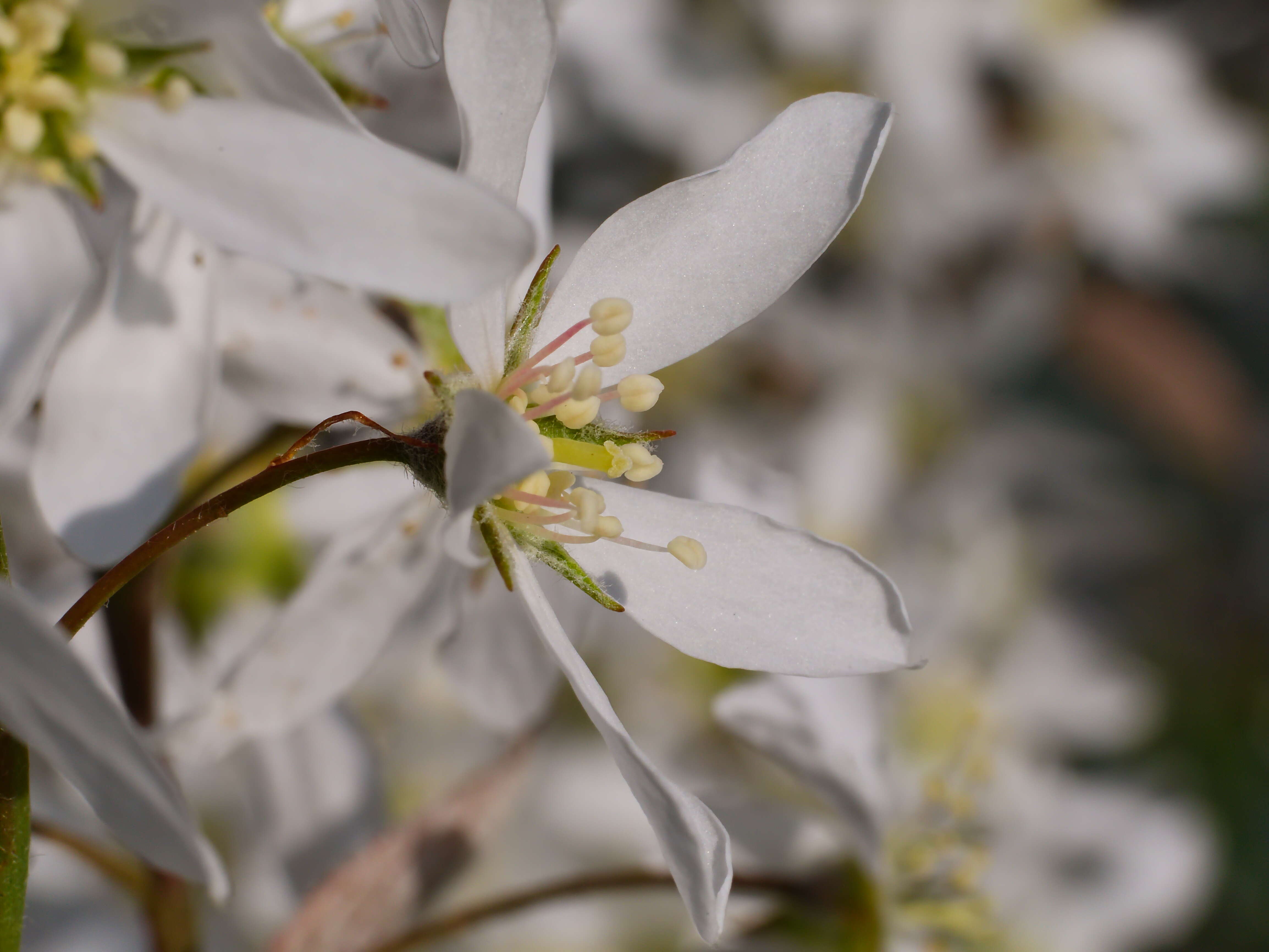 Image of Amelanchier lamarckii