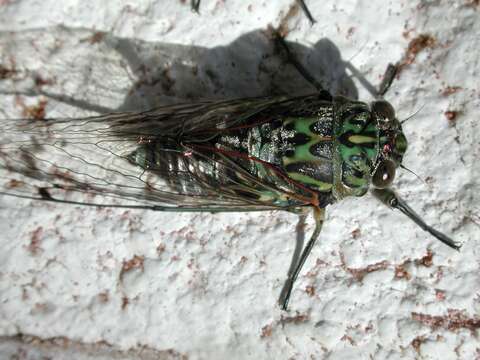 Image of chorus cicada