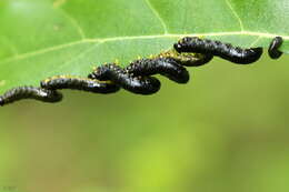 Imagem de <i>Nematus latipes</i>