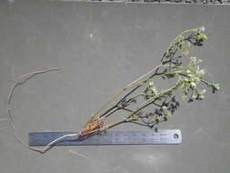 Image of Dasispermum hispidum