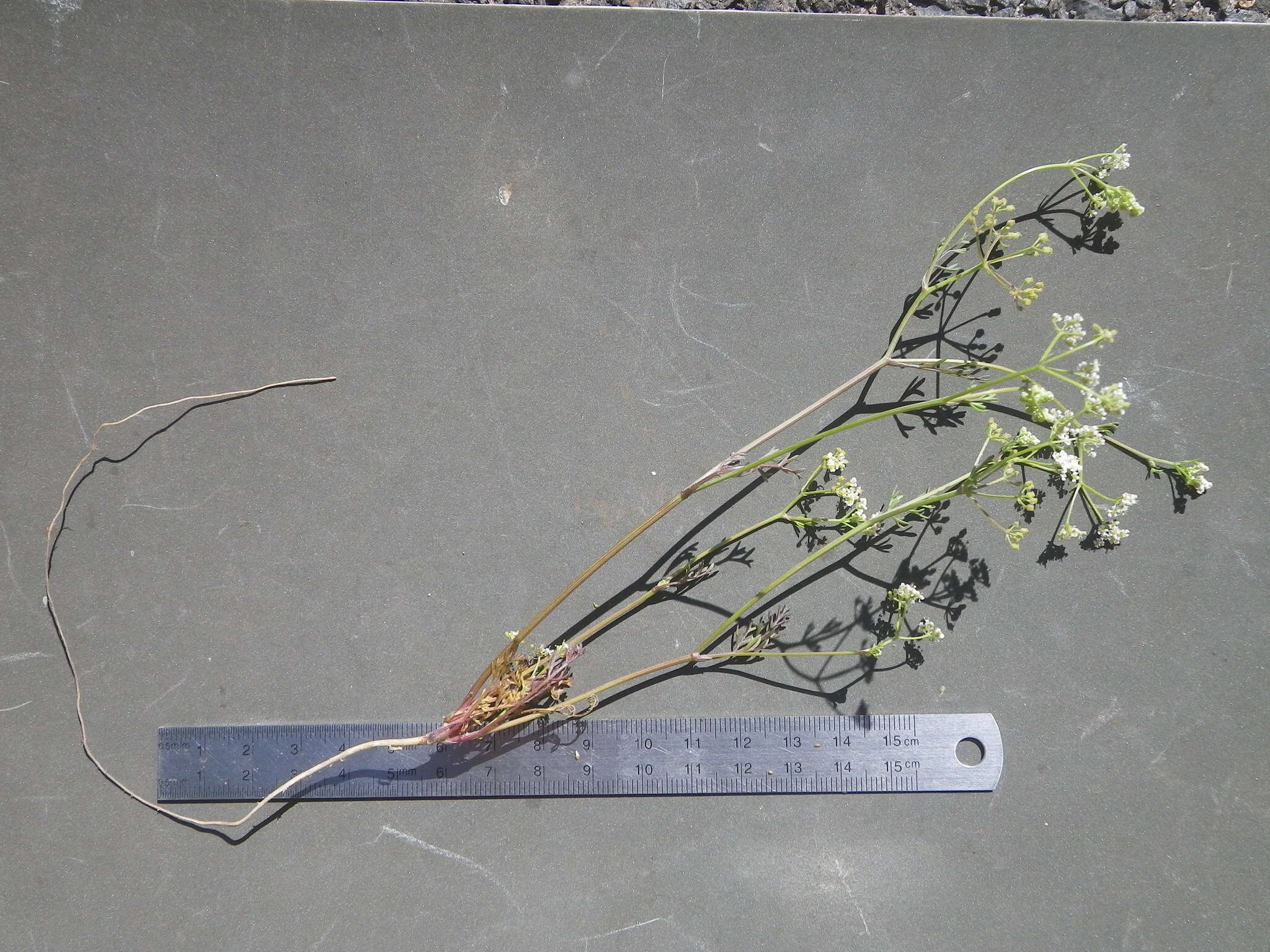 Image of Dasispermum hispidum
