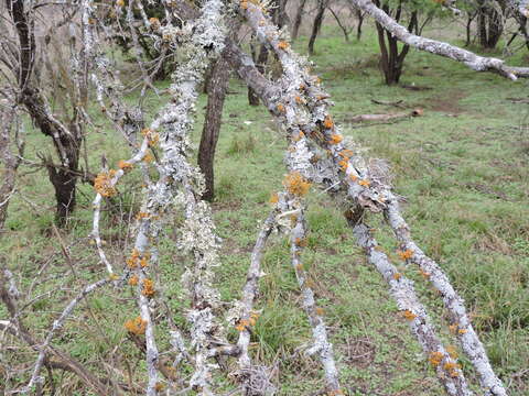 Image of teloschistes lichen