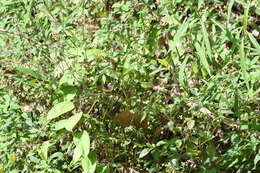 Image of Rufescent Prinia