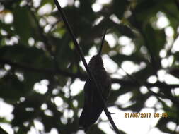 Image of Golden-bellied Starfrontlet