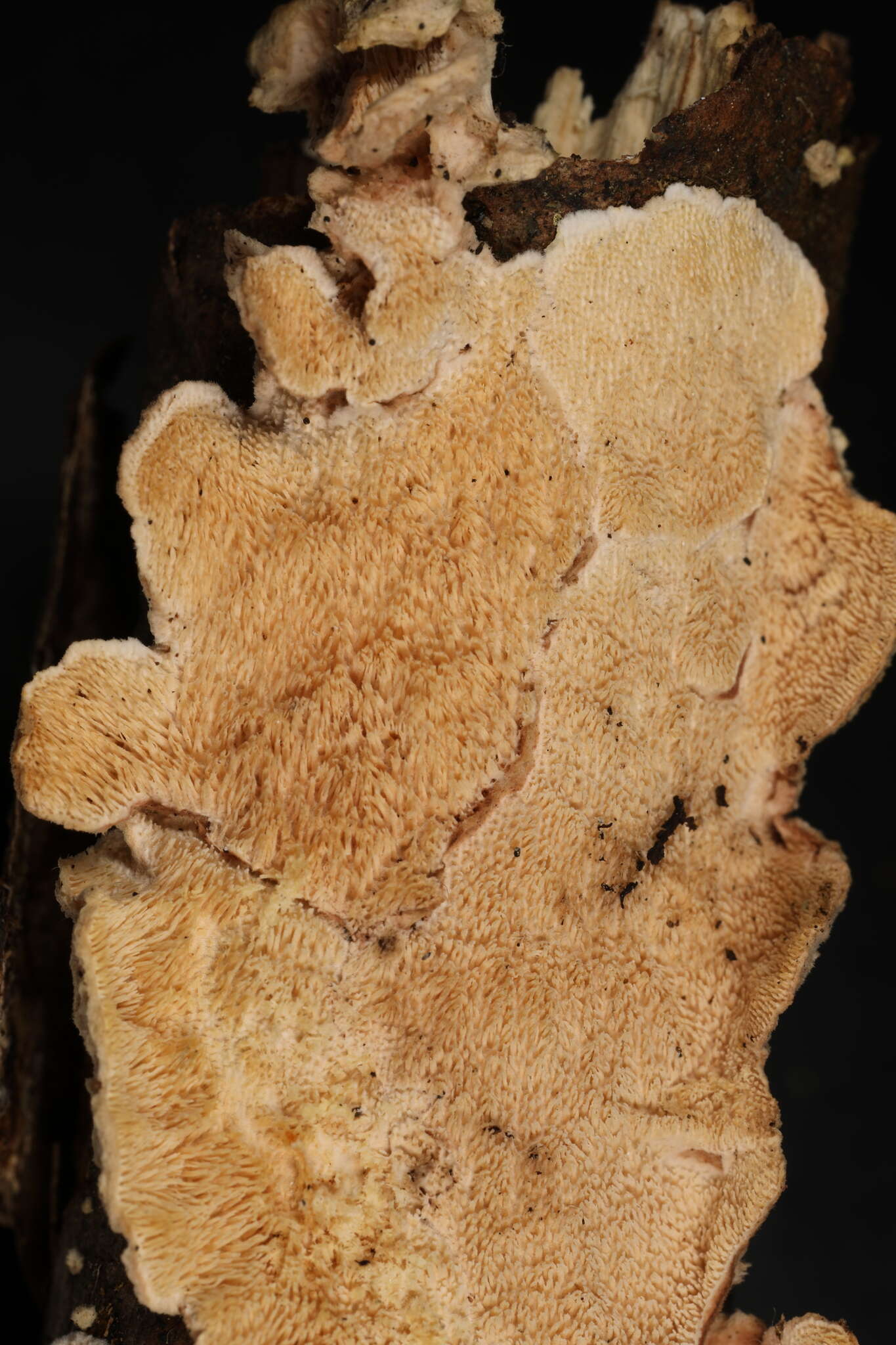 Image de Crustomyces subabruptus (Bourdot & Galzin) Jülich 1978