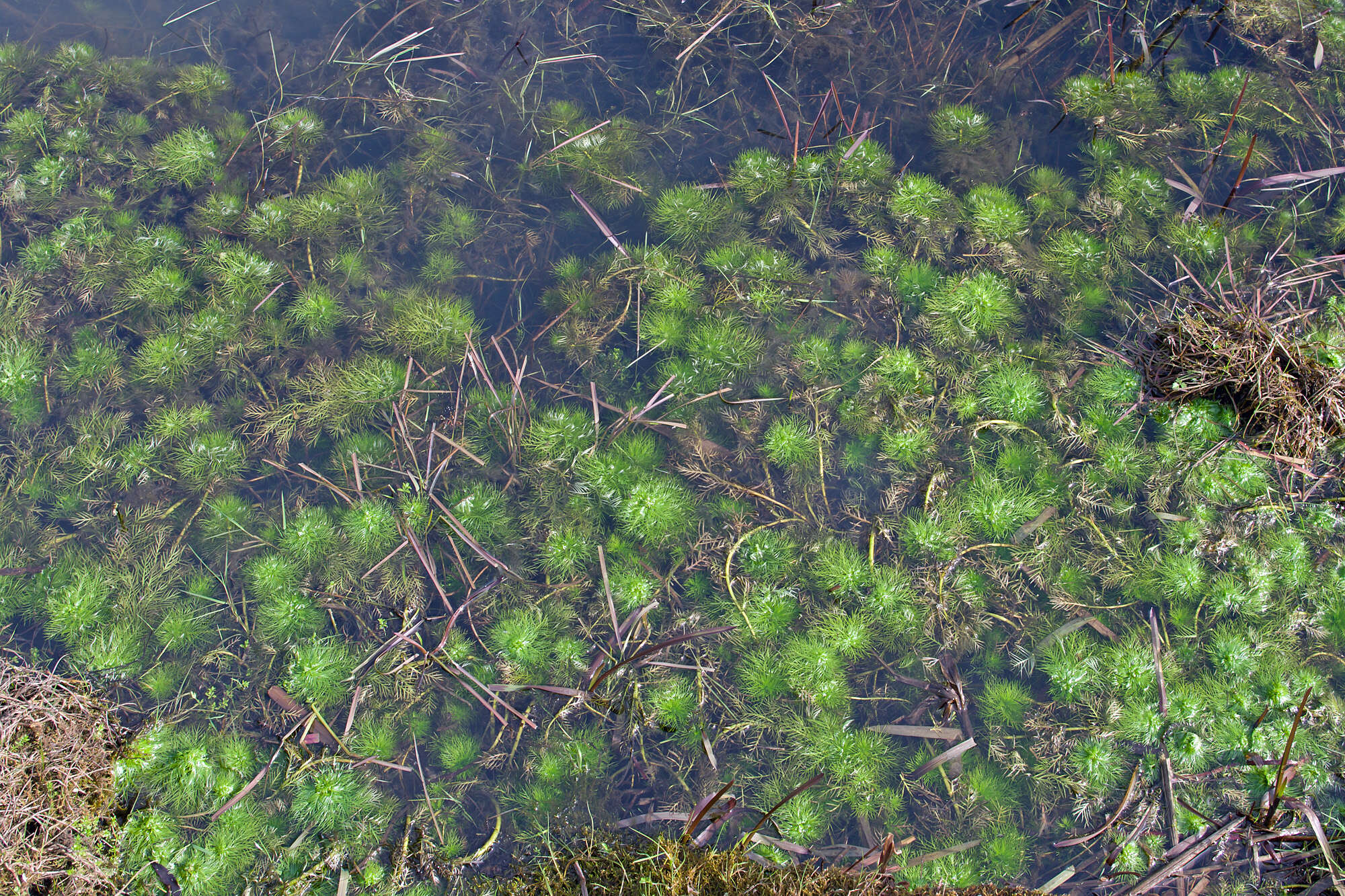 Image of Featherfoil