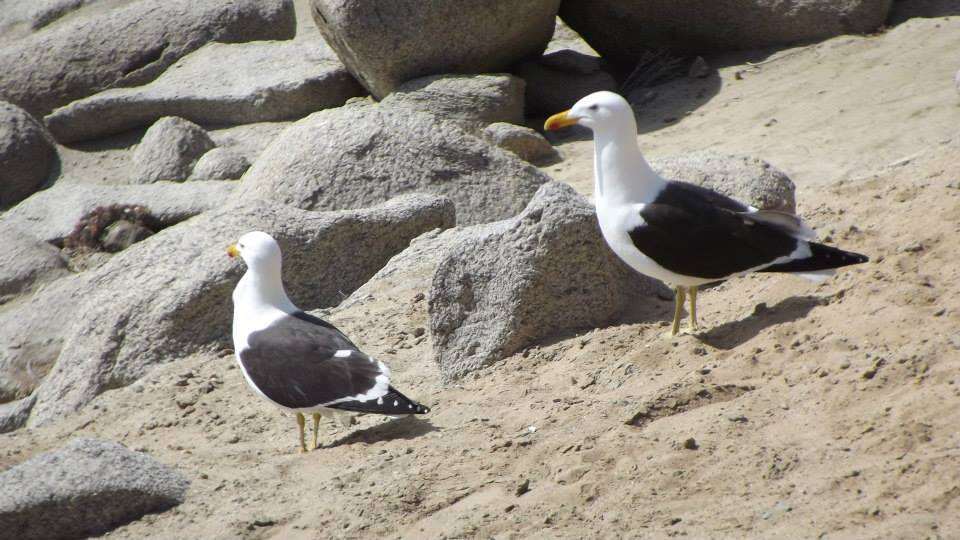 Image of Kelp Gull