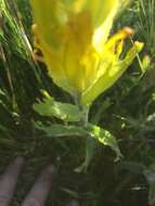 Image of golden Indian paintbrush