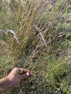 Aristida adscensionis L. resmi