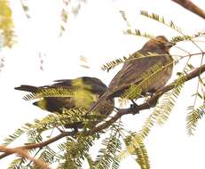 Image of Brown-headed Cowbird