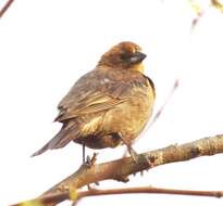 Image of Brown-headed Cowbird