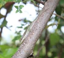 Image of Hispaniolan green anole