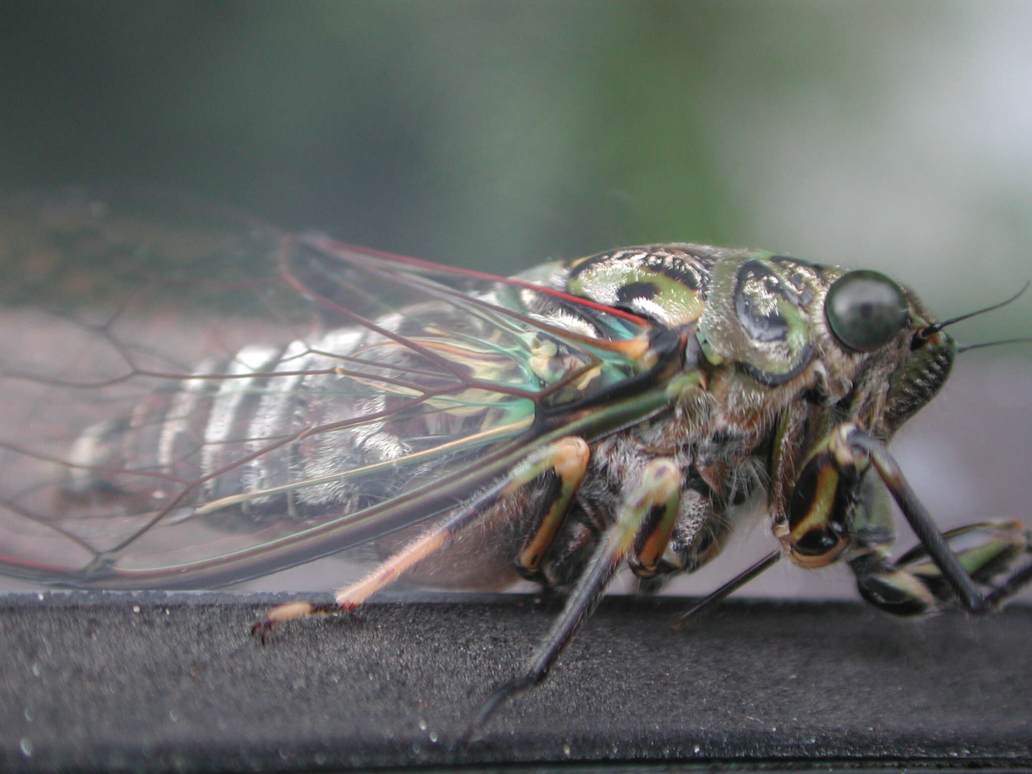 Image of chorus cicada