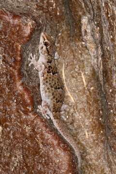 Image of Turner's thick-toed gecko