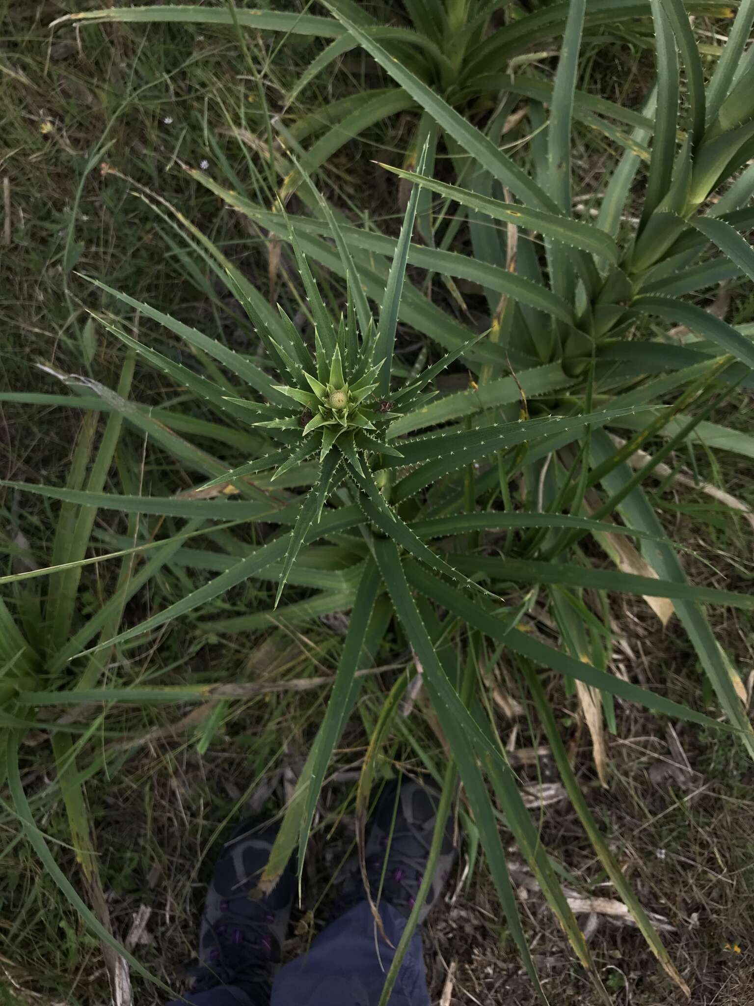 Image of Eryngium humboldtii Delar.