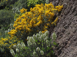 Image of Genista microphylla DC.