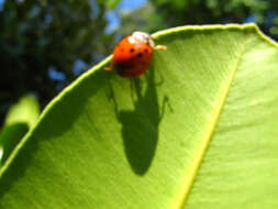 Image of Spotless Lady Beetles