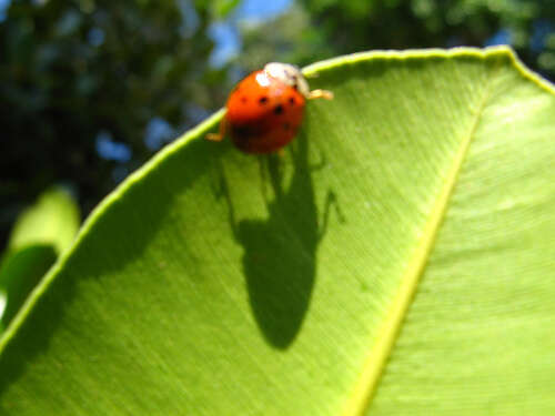 Image of Spotless Lady Beetles