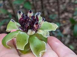 Image of Austrobaileya scandens C. White