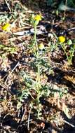 Image of French groundsel