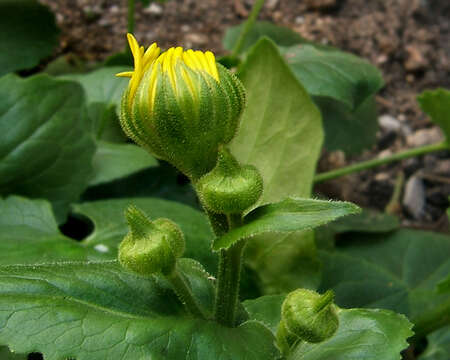 Imagem de Doronicum orientale Hoffm.