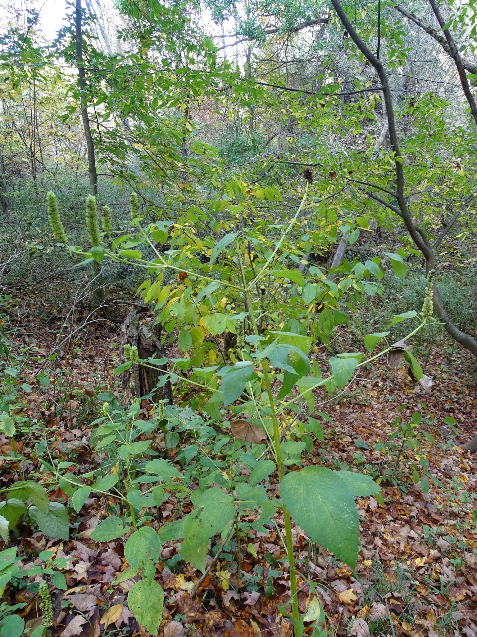 Image of Yellow Giant Hyssop