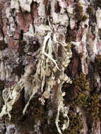 Imagem de Ramalina fraxinea (L.) Ach.