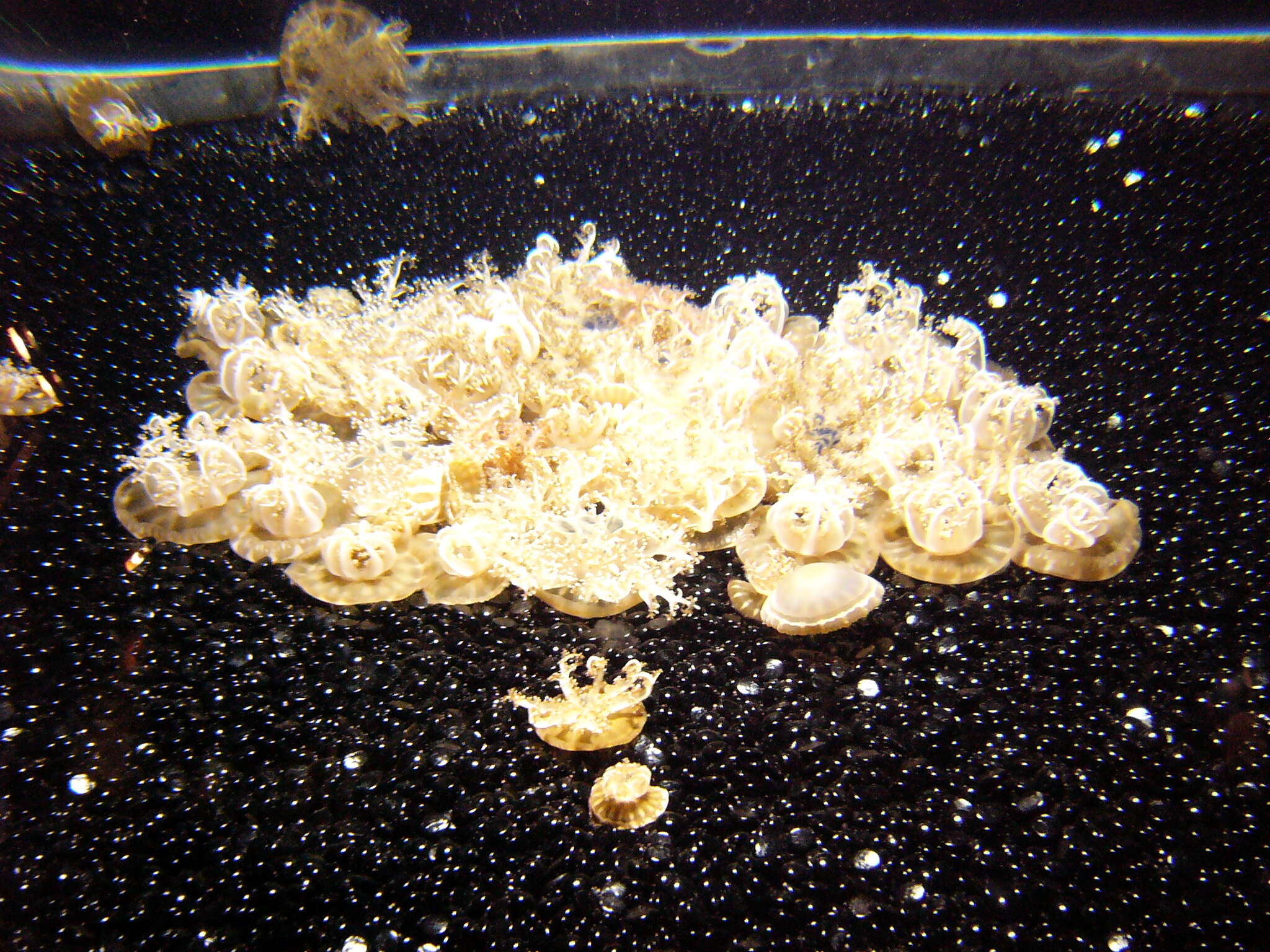 Image of cabbage-head jellyfish